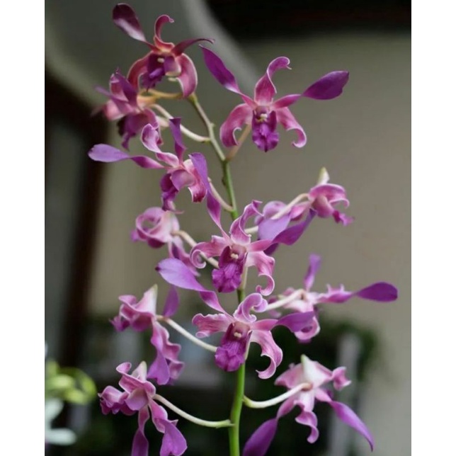 Anggrek Dendrobium blue twist