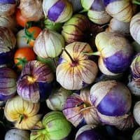 Benih Bibit Biji - Ciplukan Ungu Jumbo Purple Tomatillo Seeds