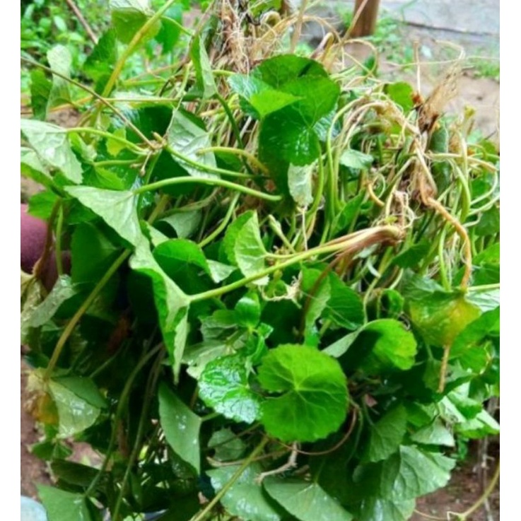 

DAUN PEGAGAN SEGAR(centella asiatica)/ DAUN ANTANAN BATANG MERAH SEGAR500g