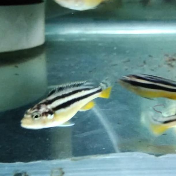 Sale Ikan Hias Aquarium Aquascape Ikan Niasa Chiclid J Terbaru