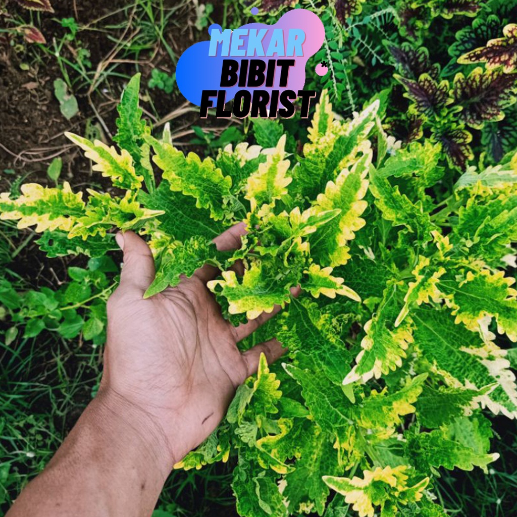 [ J&T] Tanaman Hias Murah Jenis Miana Langka Hijau Kuning Cantik Hiasan Taman Rumah [COD]