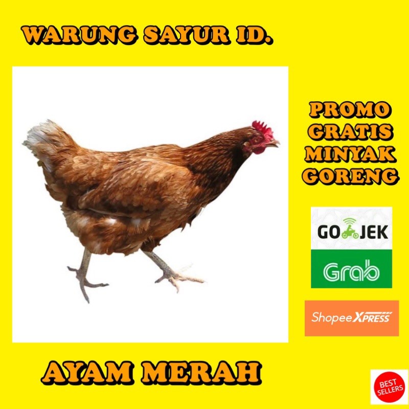 

AYAM MERAH PER 1 EKOR HIDUP