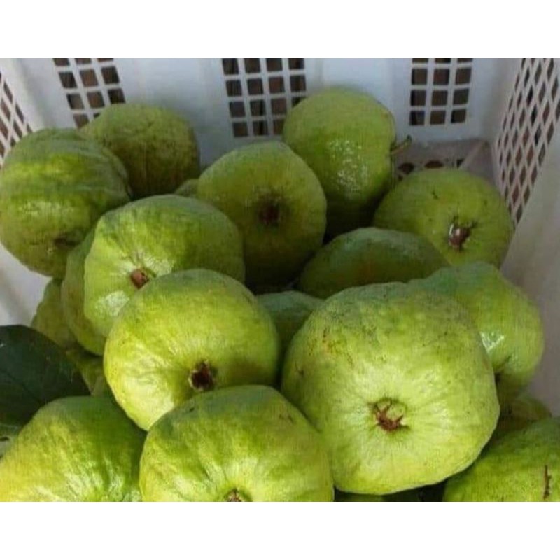 

Jambu Kristal Nonbiji Segar Berat 1 kg (Pengiriman Medan)