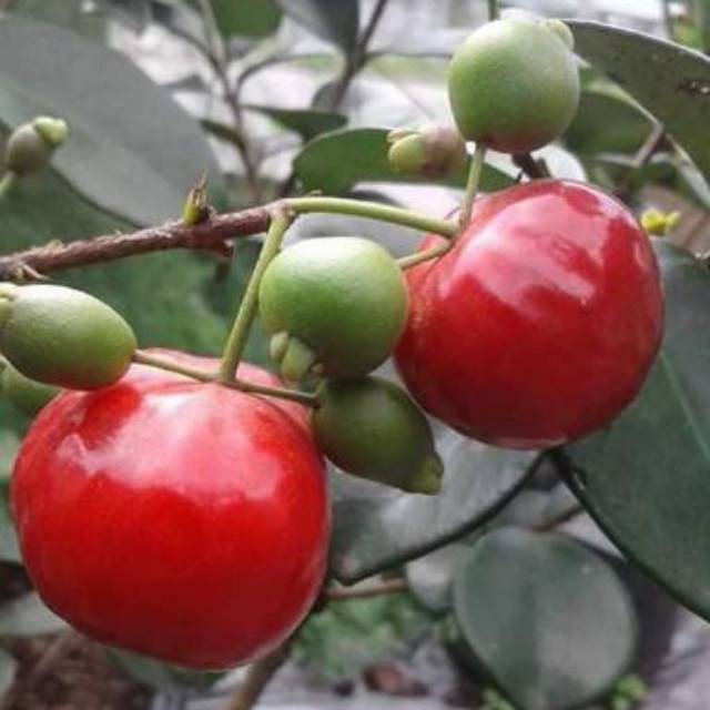 

Bibit buah chery manis