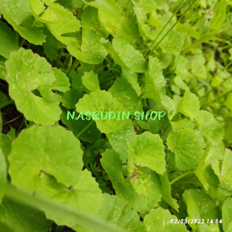 

DAUN PEGAGAN | DAUN ANTANAN | DULANG SONTAK SEGAR LANGSUNG KIRIM