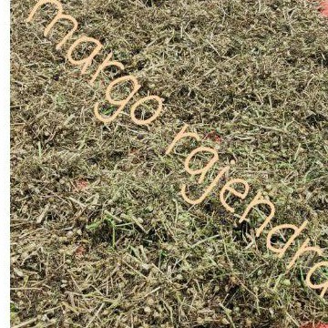 

Daun Batang Ciplukan 500 Gram Cecenet Cecendet Ceplukan kering