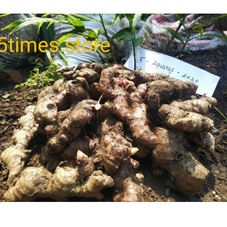

K.2.O.0.0.2JAHE MERAH TUA/SEGAR/MURAH (1 kg) |S!Ap.K!r!ms