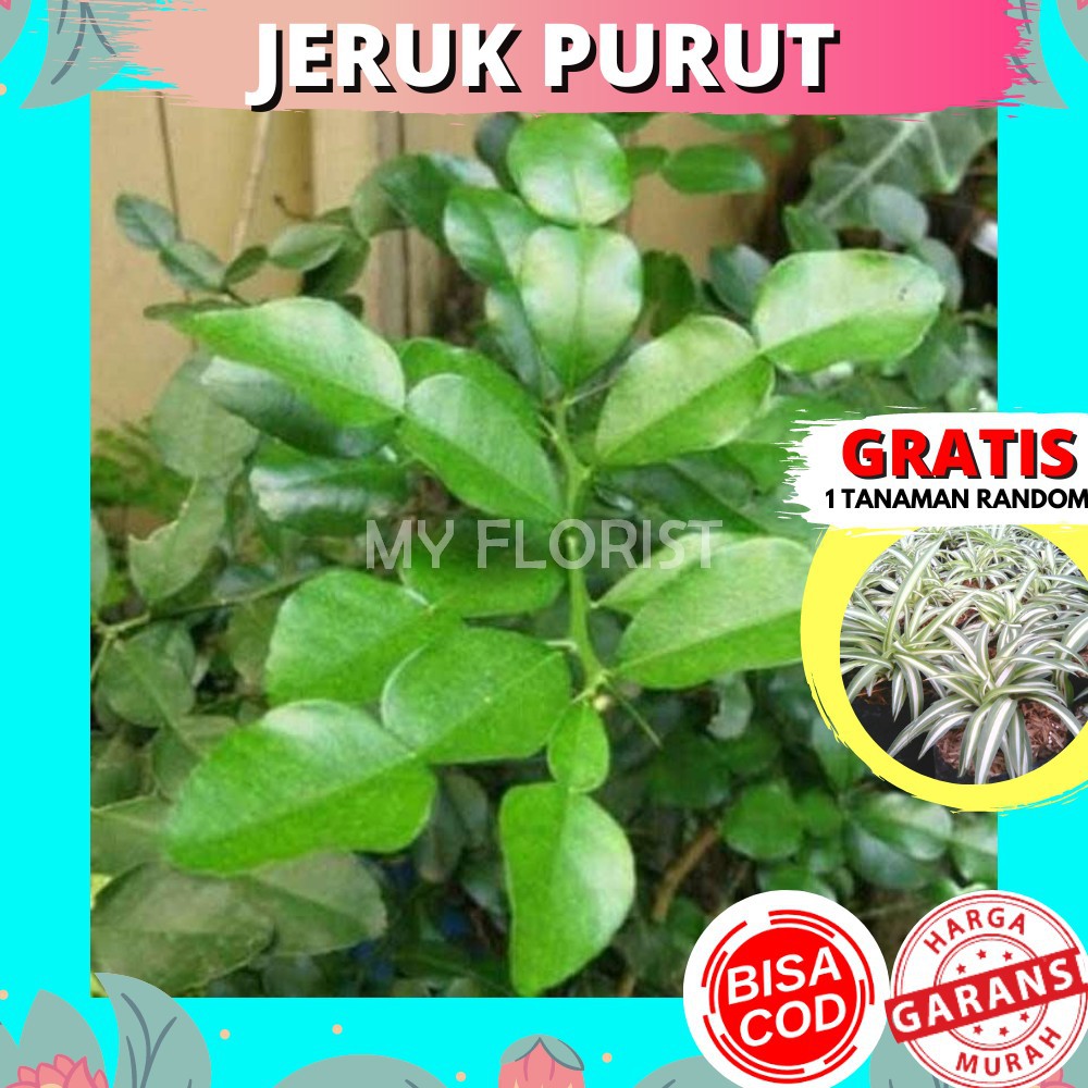 Jual Tanaman Jeruk Purut Bumbu | Shopee Indonesia