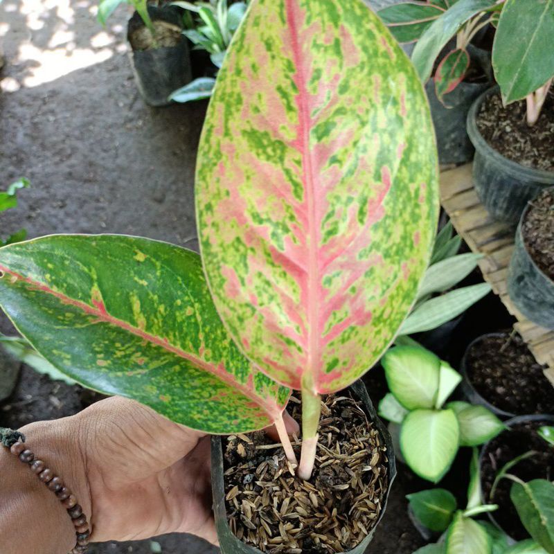 Aglonema baby big roy