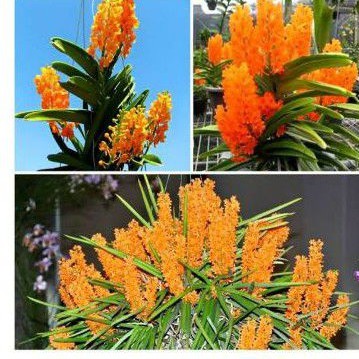 Vanda mini asco murah