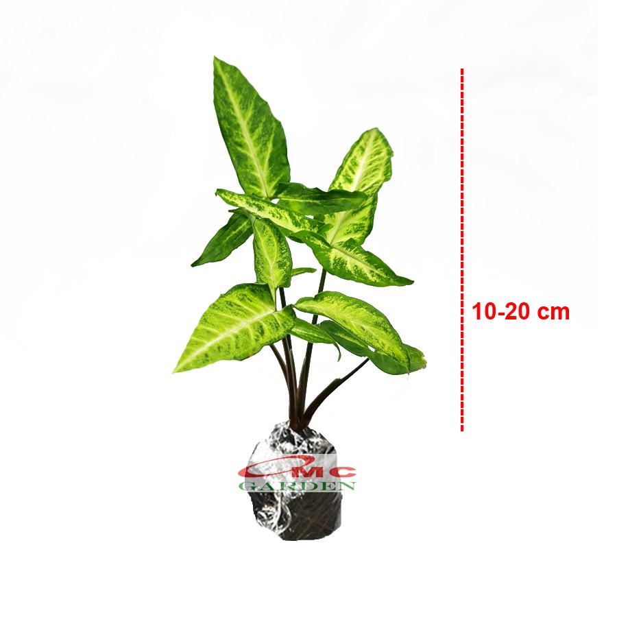 Keladi Mini Runcing Bintang Star Syngonium Trileaf Wonder Talas 1020
