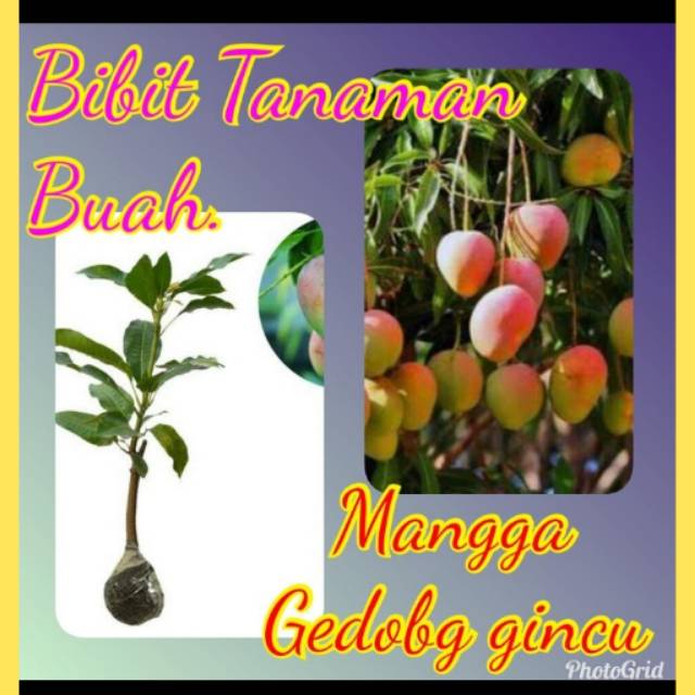 Bibit  Mangga Gedong Gincu / Mangga Gedong Gincu