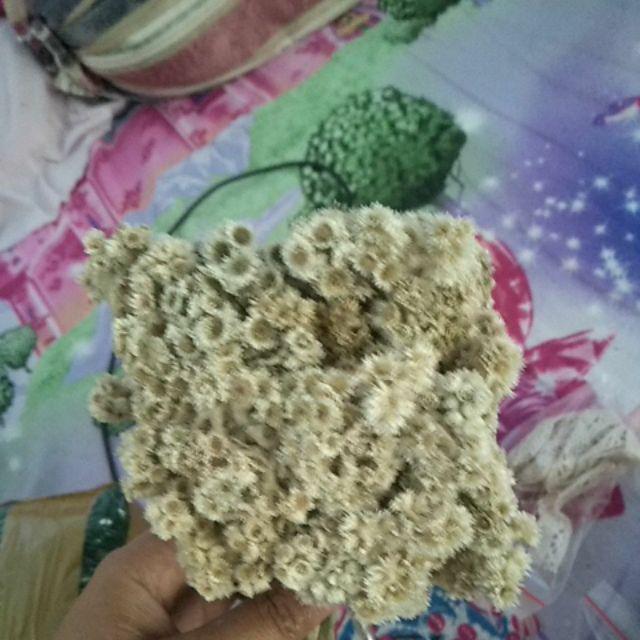  Bunga  edelweis  budidaya putih  Shopee Indonesia
