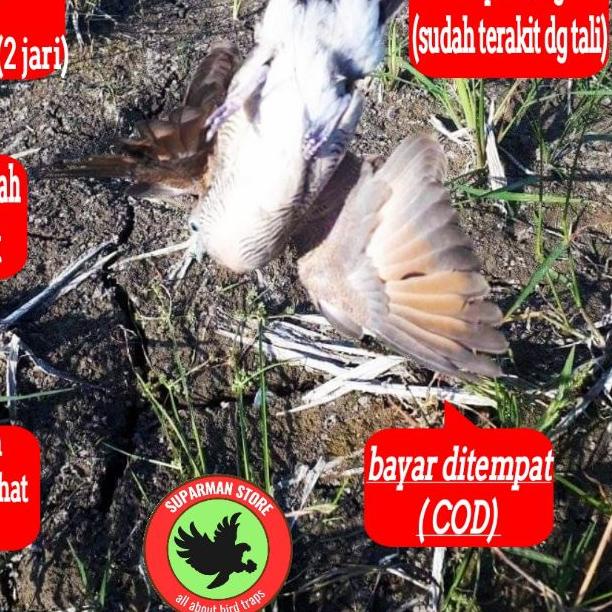JARING BURUNG PERKUTUT JALA PERKUTUT LOKAL JARING PIKAT KUTUT JARING JEBAK PERKUTUT JALA JEBAK JARIN