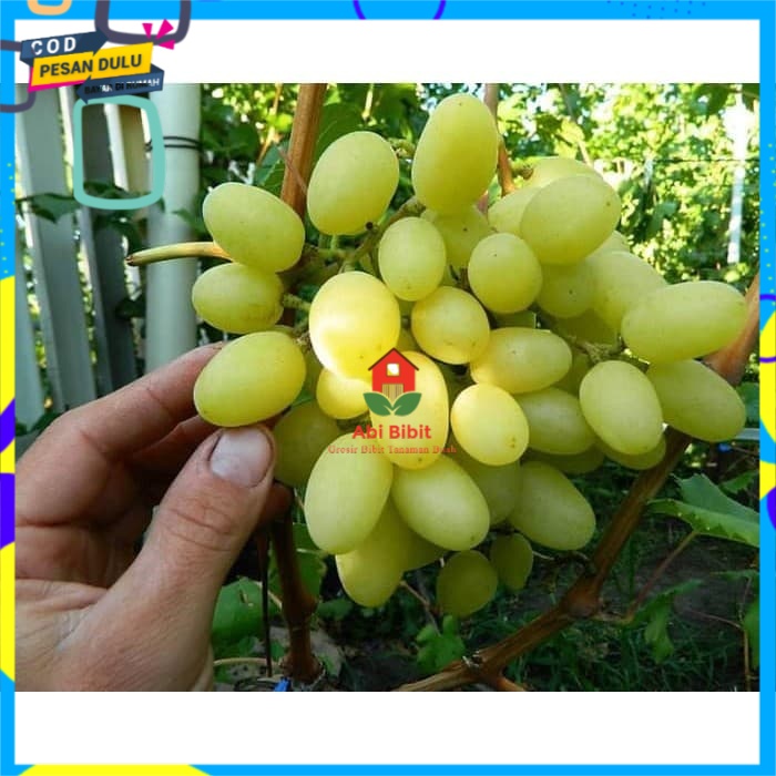 Bibit anggur import Landysh Grafting