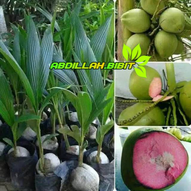 Bibit kelapa Wulung hijau