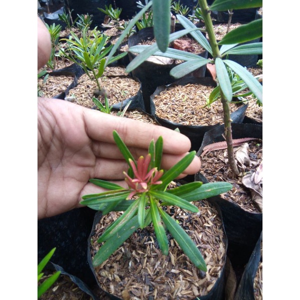 lohansung pucuk merah import