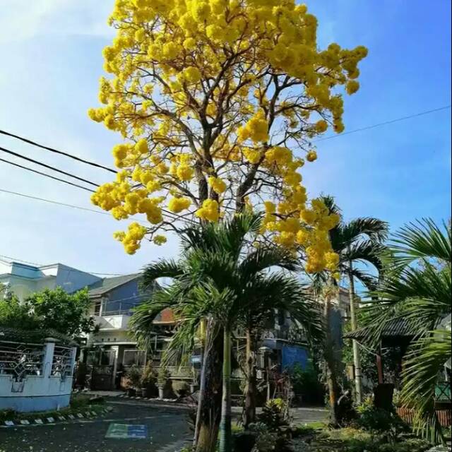 Bibit pohon tabebuya kuning