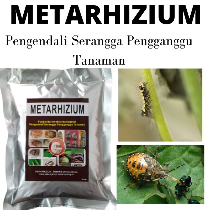 Obat Wereng Ares, Obat Wereng Alami Paling Ampuh