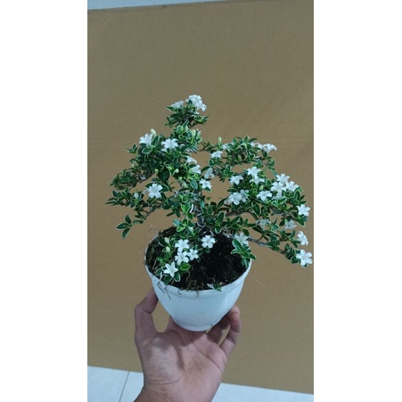 bahan bonsai mirten/melati Jepang/hinkip