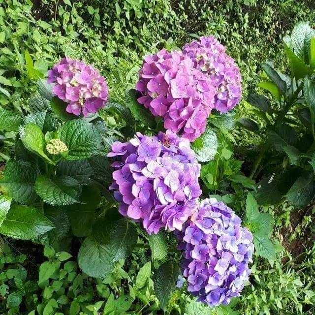  BUNGA  HORTENSIA BUNGA PANCAWARNA  Shopee Indonesia