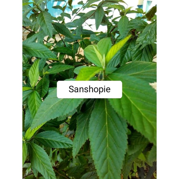 

Daun sidaguri jantan segar 1 kg