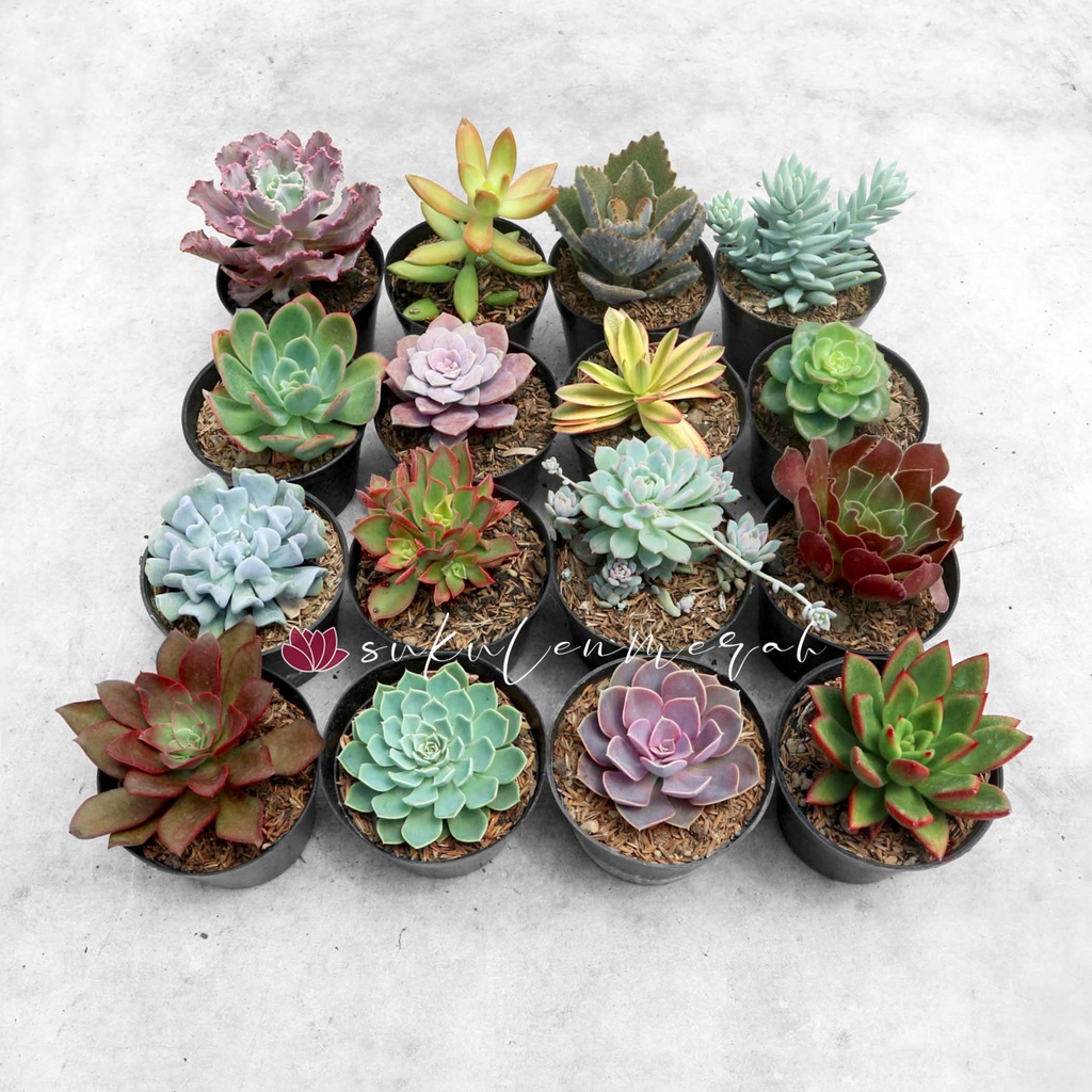 PAKET kaktus hidup sukulen JUMBO *GRATIS POT & MEDIA tanam sekulen skulen mini echeveria tanaman hia