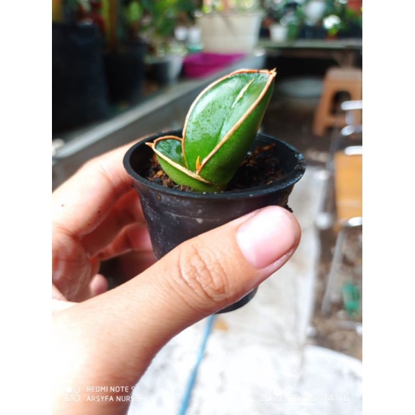 Tanaman hias pembersih udara mini sansevieria banana short kecil uk pot 5cm