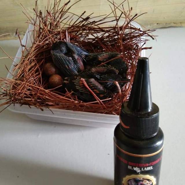 Blacklabel vitamin ternak murai