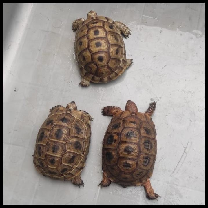 

Terbaru!!!! Golden Greek 8/9 Cm
