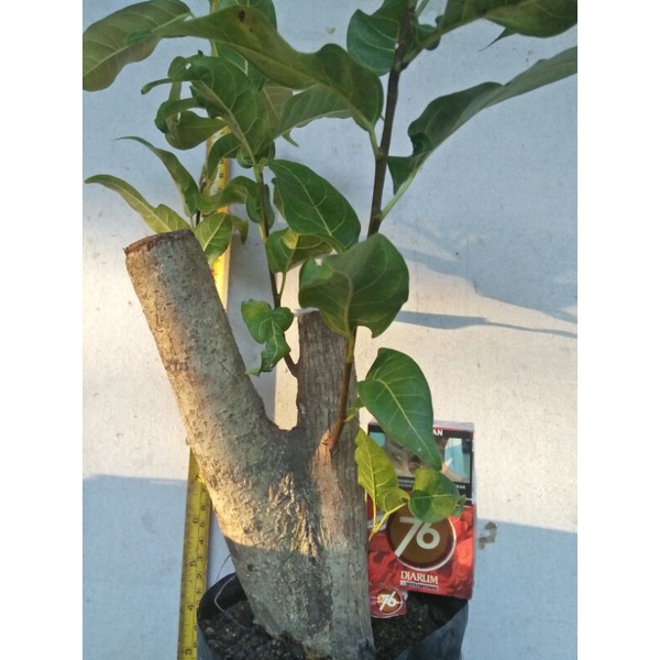 Bahan bonsai ficus bunut merah