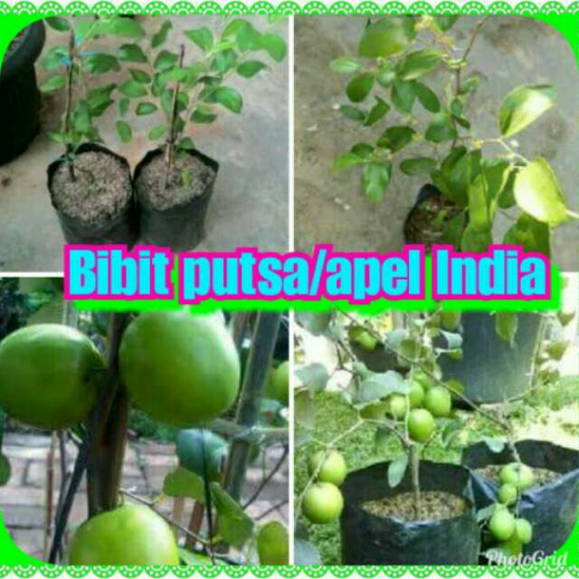 Bibit pohon apel India
