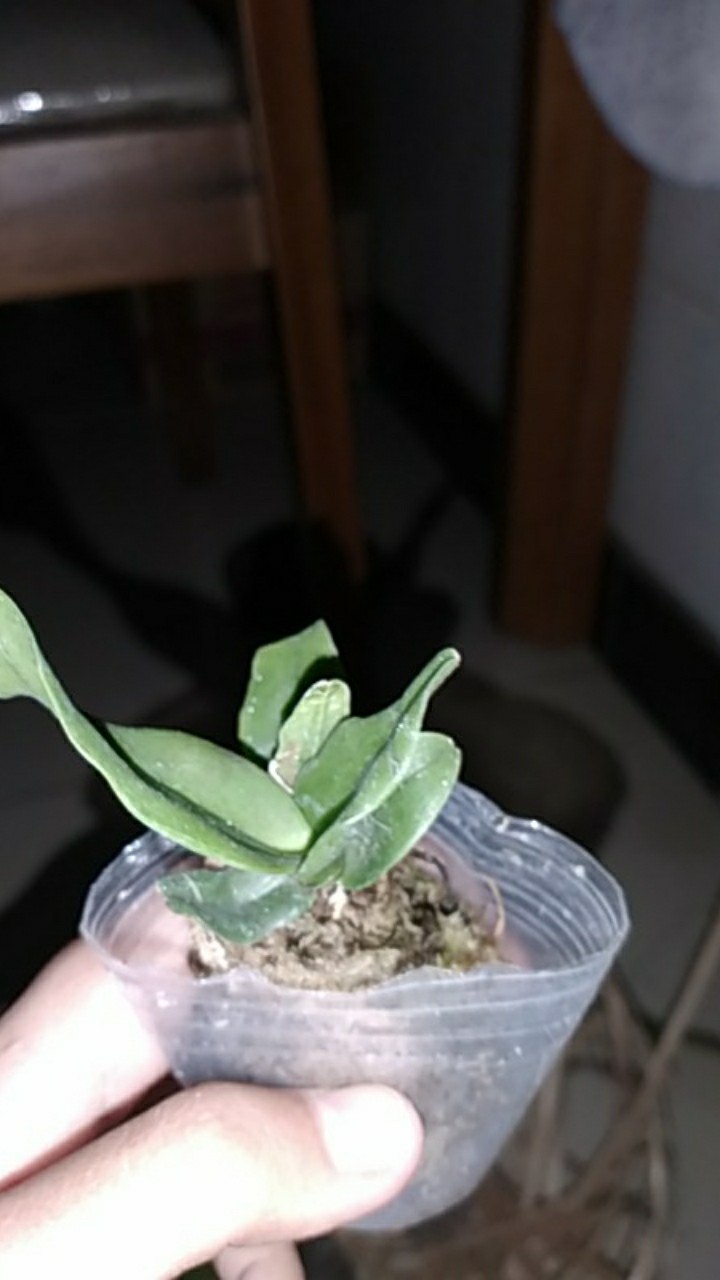 Sedling Anggrek Cattleya