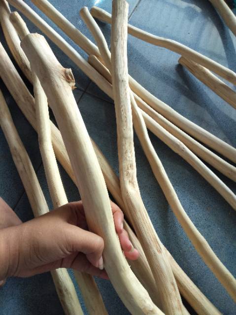 Ranting jati/drift wood