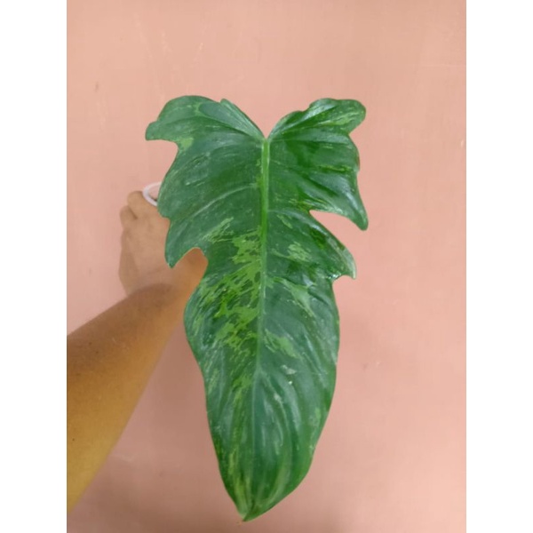 Fiddle Lime Philodendron