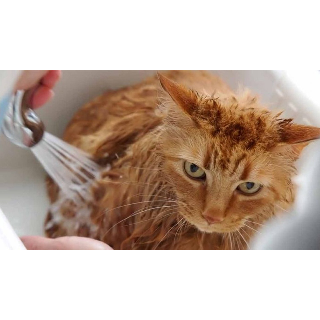 Shampoo kucing anti kutu dan rontok