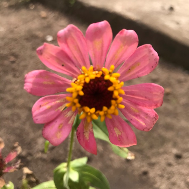 

Bunga zinnia salem