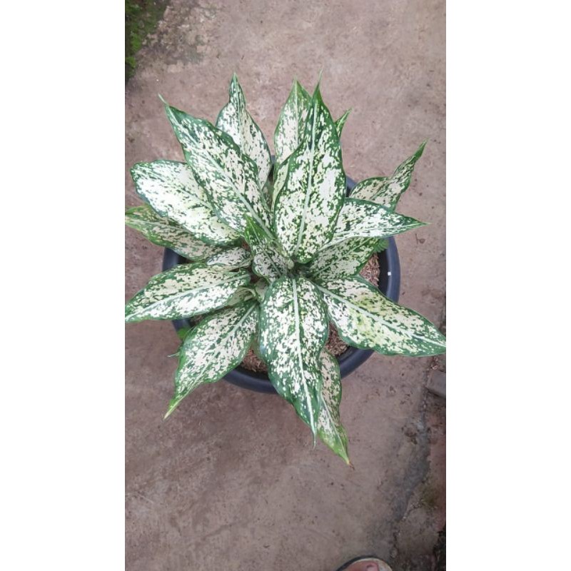 Aglonema Snow White Rumpun