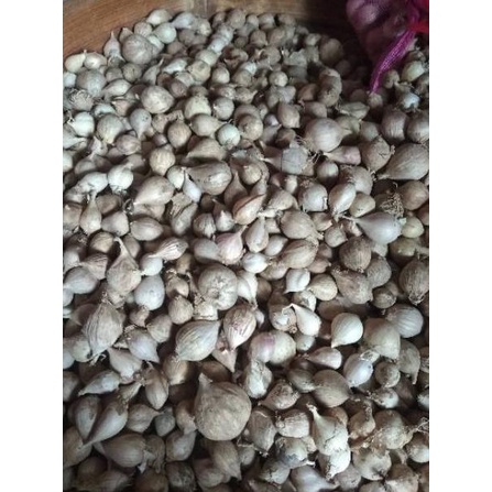 

(yyjo -418) Bawang Putih Tunggal / Lanang LOKAL 500 Gram ❁ 52