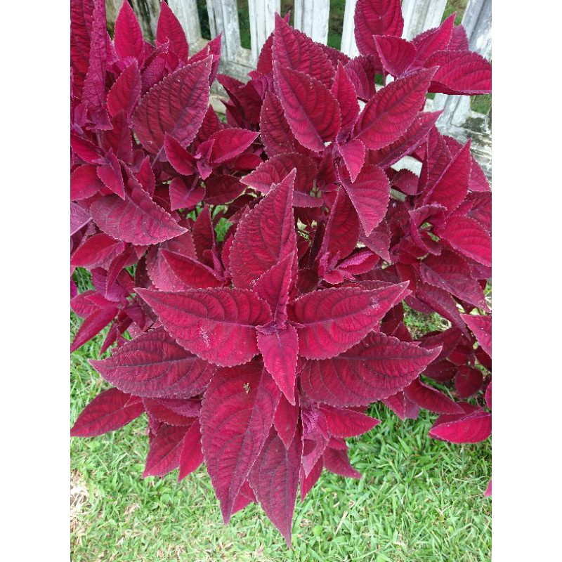 miana tanaman hias bunga miana