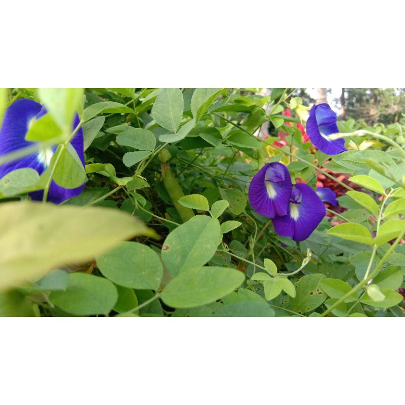 

Bunga Telang || Butterflypea 10gr