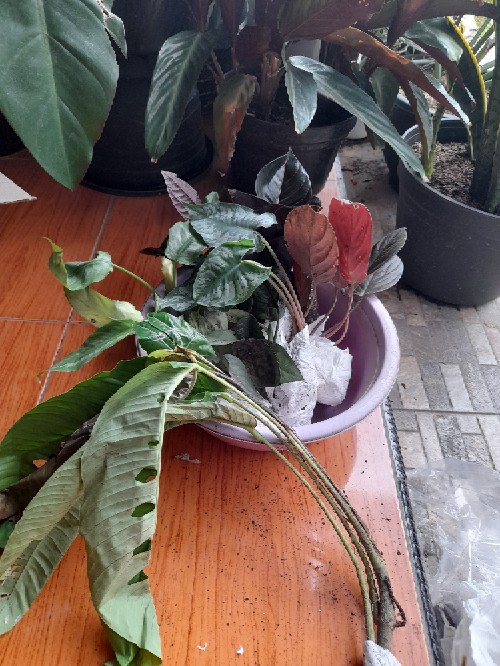 Alocasia Silver Sp Sumut