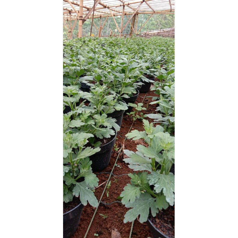 bibit bunga krisan