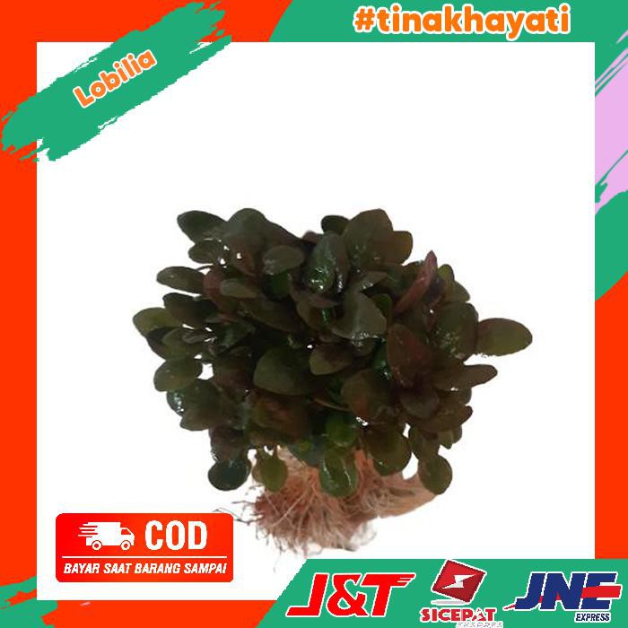 Lobilia Tanaman Aquascape - Tanaman Air Aquarium - Hiasan Aquarium