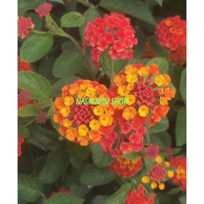 

[Fresh] BIBIT STEK LANTANA CEMARA BUNGA MERAH SIAP SEMAI