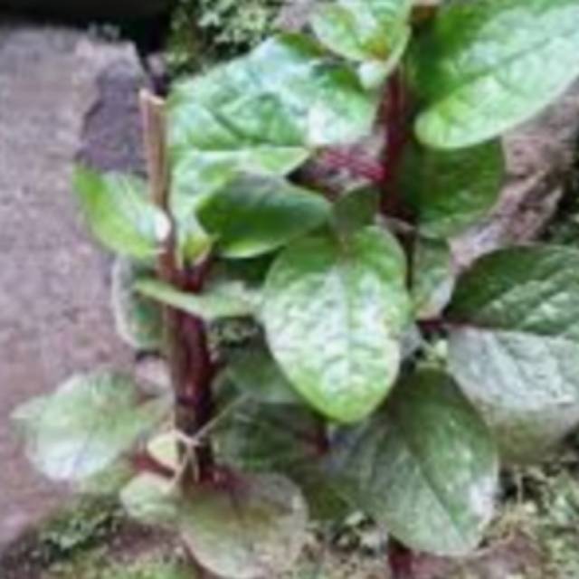 Pohon binahong ,pohon herbal