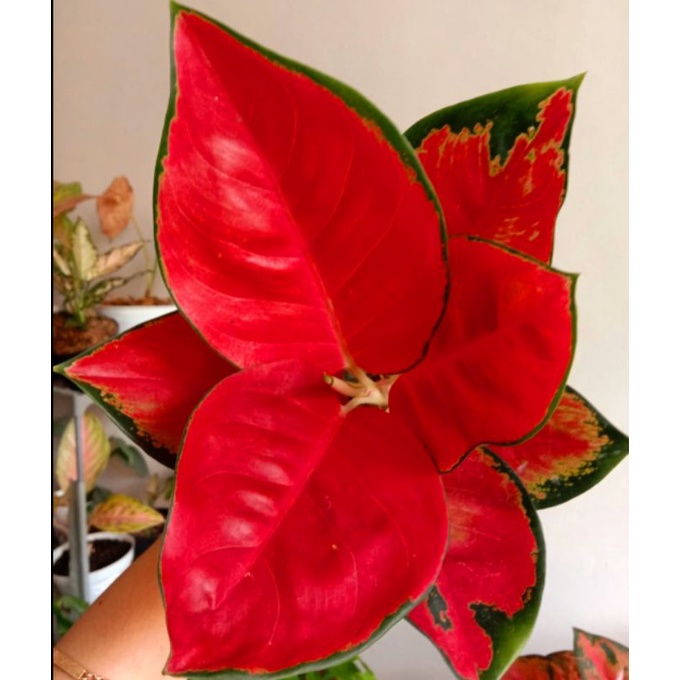 Aglaonema Suksom Jaipong / Aglonema Suksom Jaipong florist nursery / Aglonema Suksom Jaipong (Tanaman hias aglaonema Suksom Jaipong) - tanaman hias hidup - bunga hidup - bunga aglonema - aglaonema merah - aglonema merah - aglaonema murah - aglaonema murah