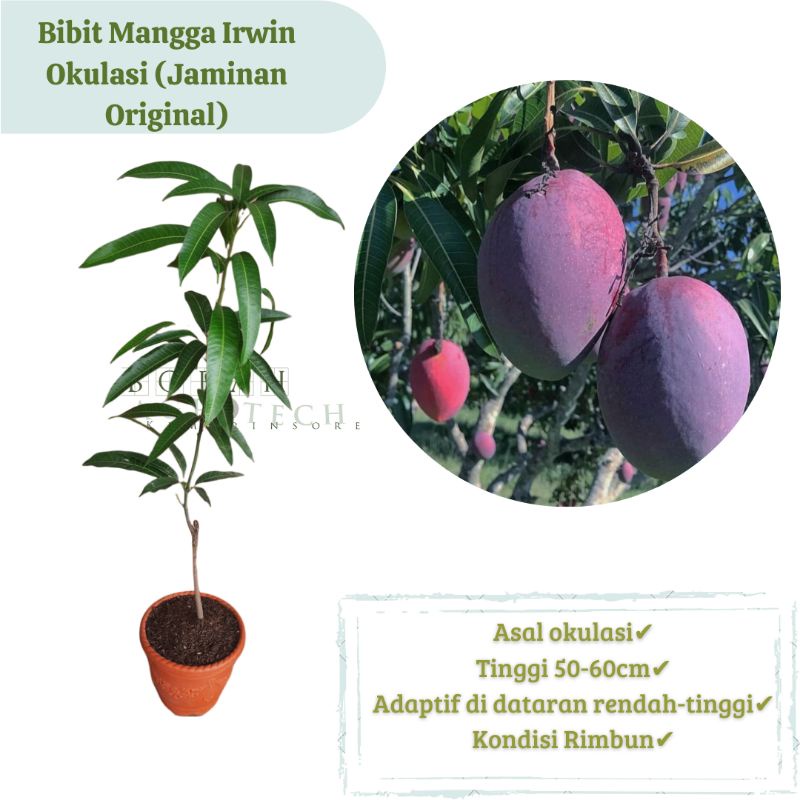 Bibit Mangga Irwin / Mangga King Purple Okulasi Cepat Berbuah (Jaminan Original)