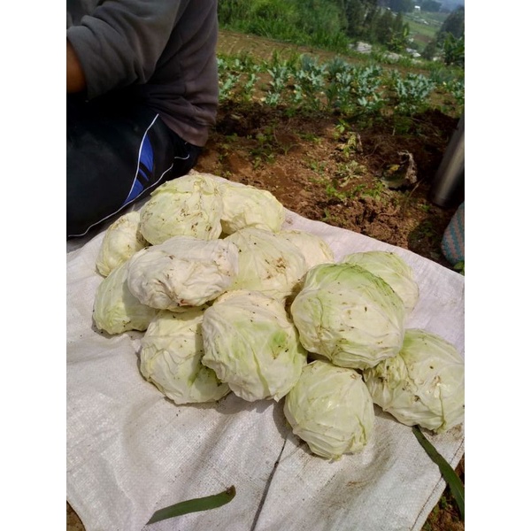 

sayur kubis murah / 1kg