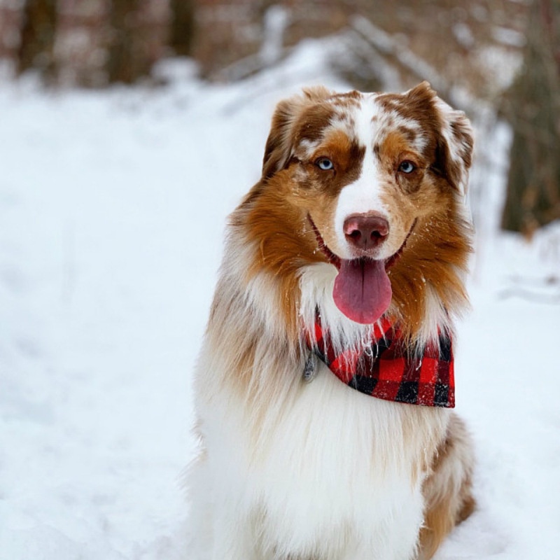 Syal Bandana Motif Kotak-Kotak Bahan Katun Dapat Dicuci Untuk Anjing